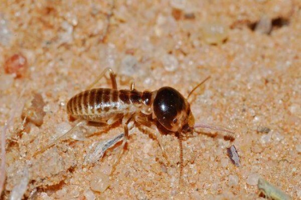 ABC Pest Control