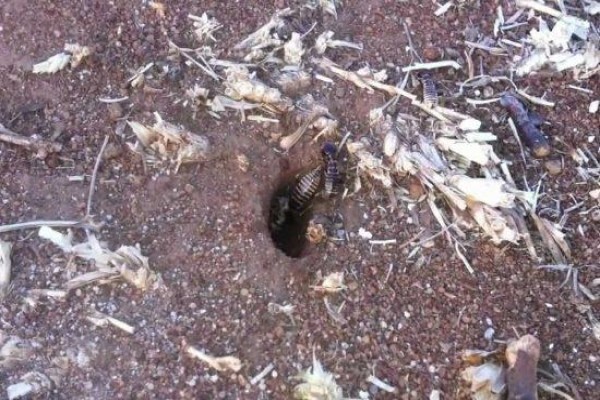 ABC Pest Control