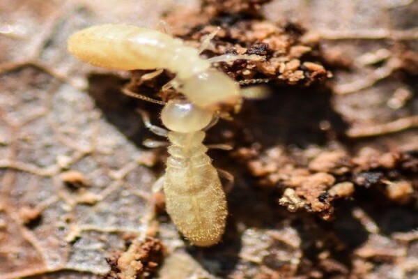 ABC Pest Control