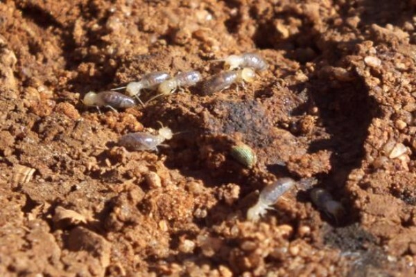 ABC Pest Control