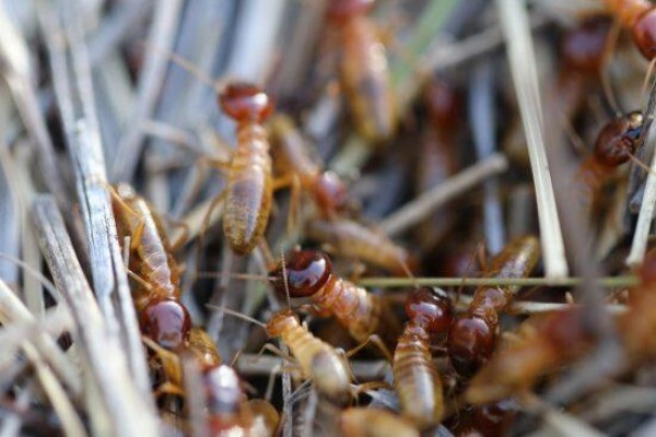 ABC Pest Control