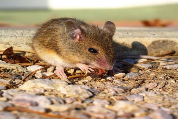 ABC Pest Control