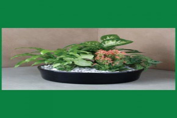 Lindol Hygiene Services (Pty) Ltd:Pest Control