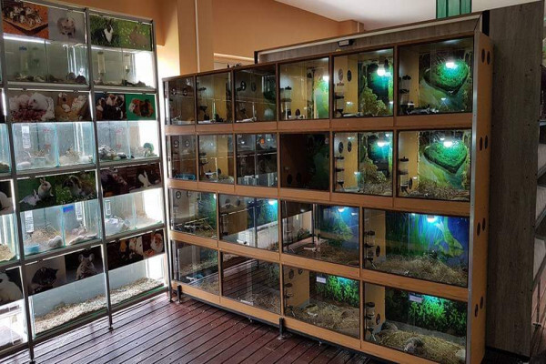 Pets Kingdom