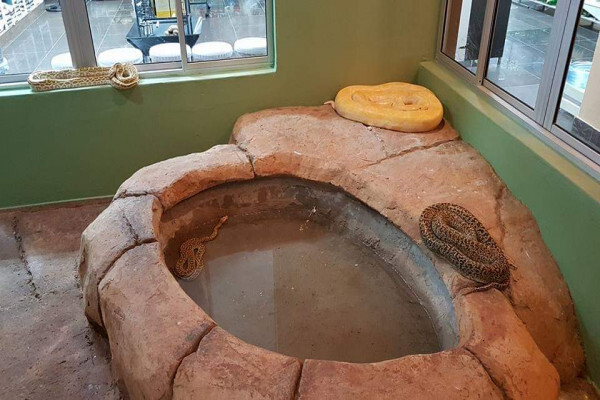 Pets Kingdom