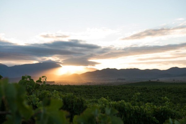 Zandvliet Estate (Pty) Ltd