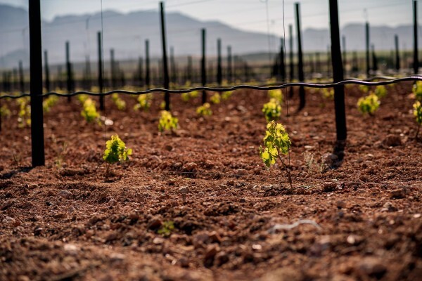 Cloverfield Wines