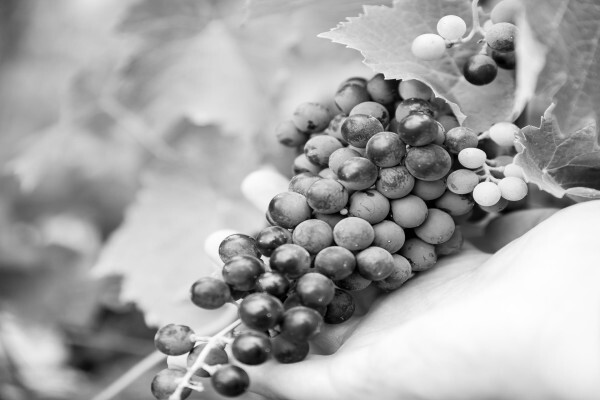 Cloverfield Wines