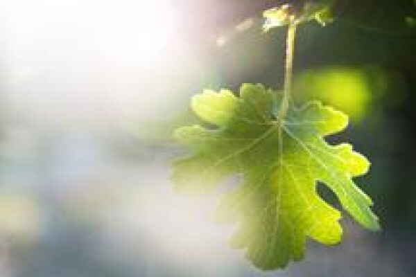 Audacia Wines (Pty) Ltd