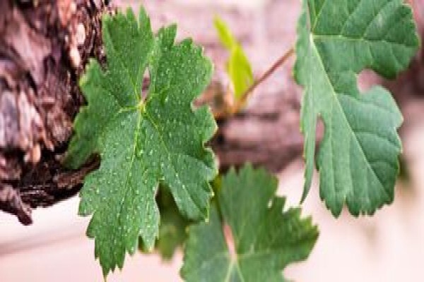 Audacia Wines (Pty) Ltd