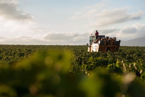 Cloverfield Wines