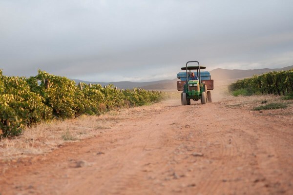 Cloverfield Wines