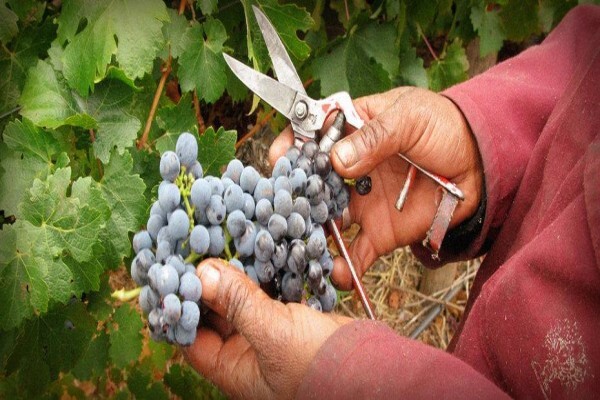 Stark Conde Wines