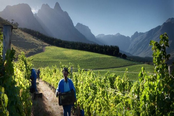 Stark Conde Wines