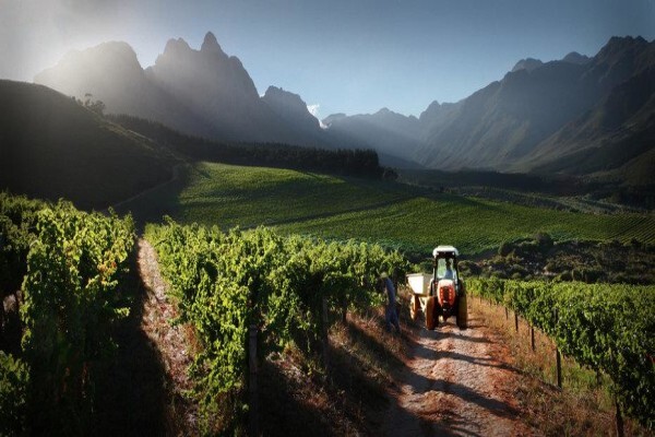 Stark Conde Wines