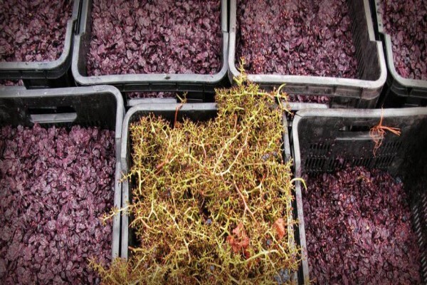 Stark Conde Wines