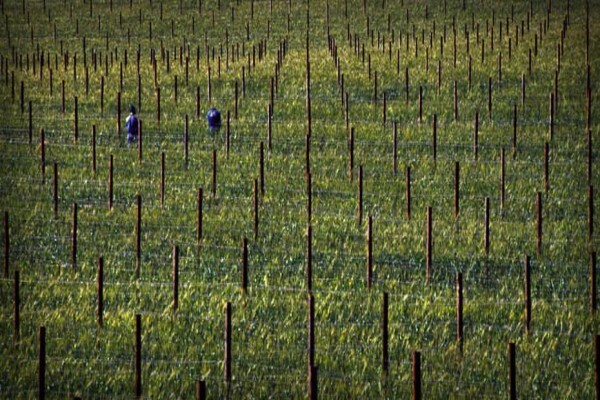 Stark Conde Wines