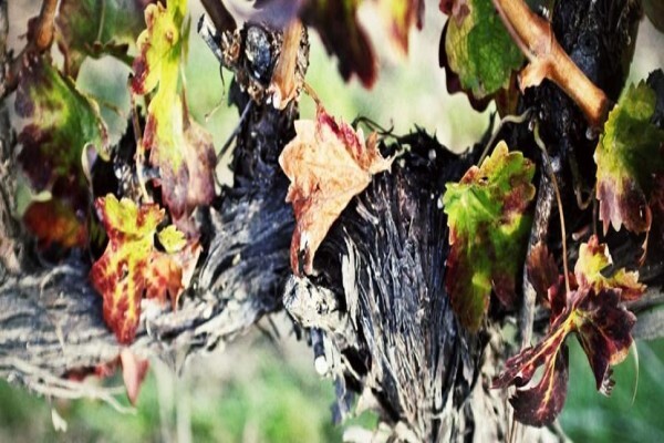 Blue Crane Vineyards (Pty) Ltd