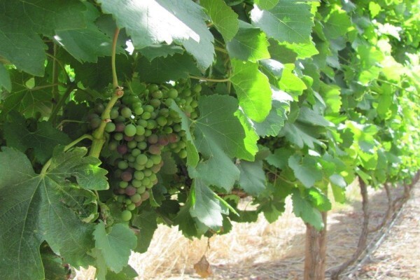 Rudera Cellar