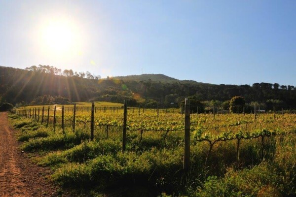 Rudera Cellar