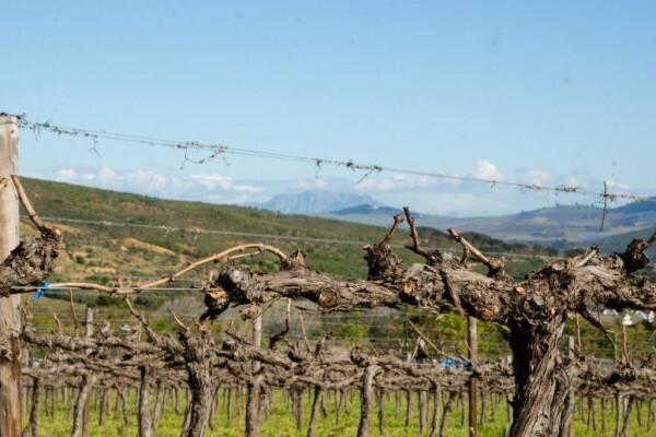Rudera Cellar