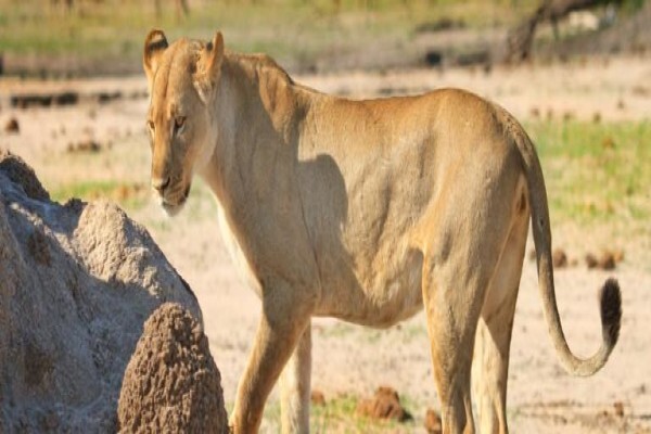 Nomad Adventure Tours & Holidays CC:Sales