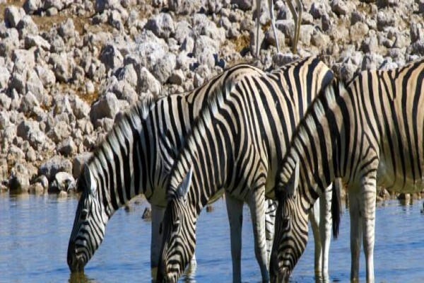 Nomad Adventure Tours & Holidays CC:Sales