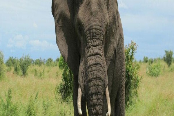 Wildlife Safaris (Pty) Ltd