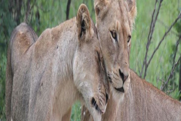 Wildlife Safaris (Pty) Ltd