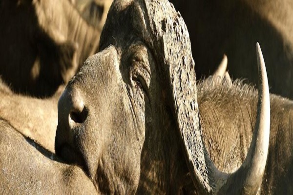 Wildlife Safaris (Pty) Ltd
