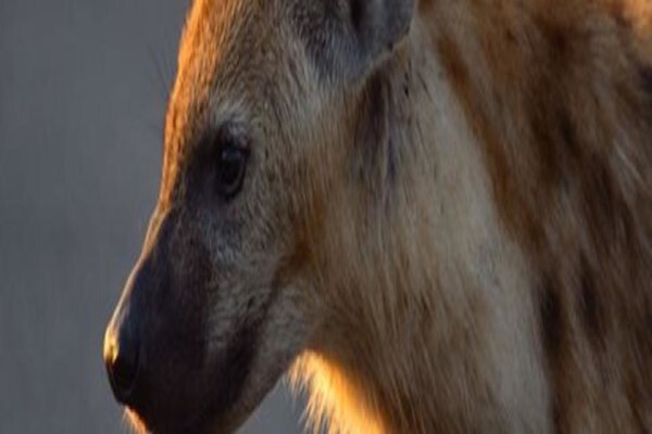 Wildlife Safaris (Pty) Ltd
