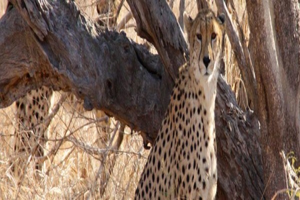 Wildlife Safaris (Pty) Ltd