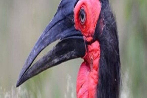 Wildlife Safaris (Pty) Ltd