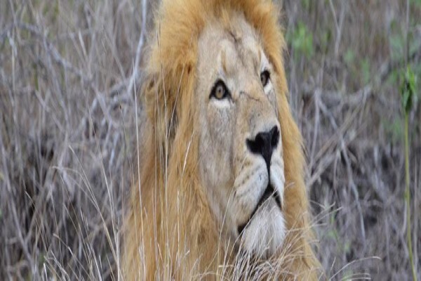 Wildlife Safaris (Pty) Ltd