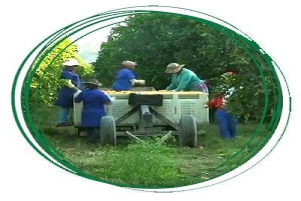 Institute For Agricultural Engineering