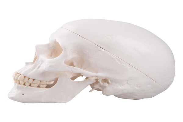 Anatomical Parts & Charts