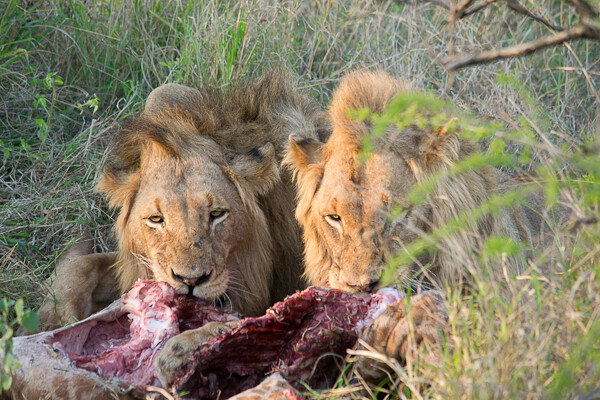 1 to 3 Safaris in Kruger National Park