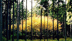 Country Woods CC