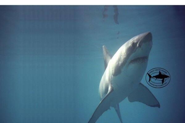 Marine Dynamics