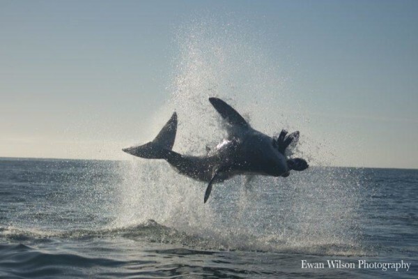 White Shark Africa