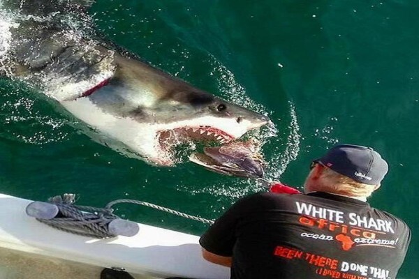 White Shark Africa