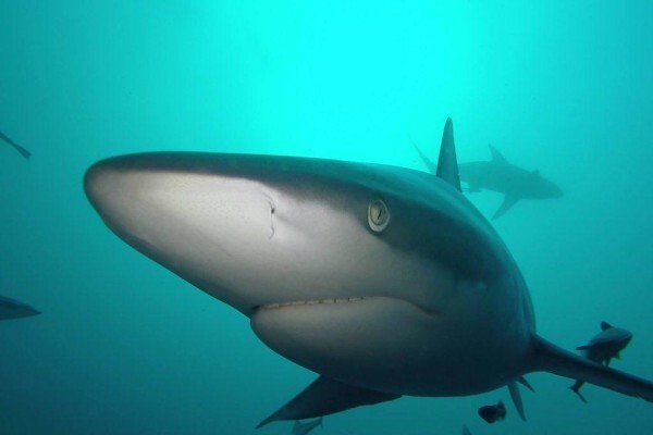 White Shark Africa