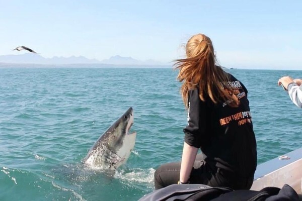 White Shark Africa