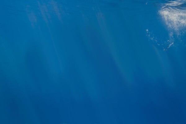 White Shark Projects CC