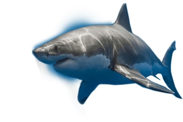 White Shark Projects CC