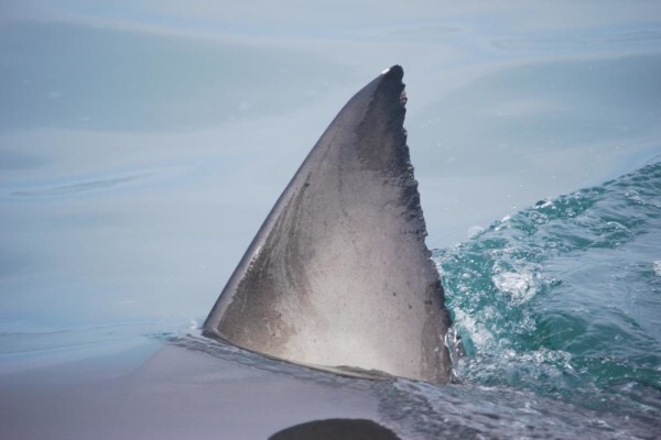 White Shark Projects CC