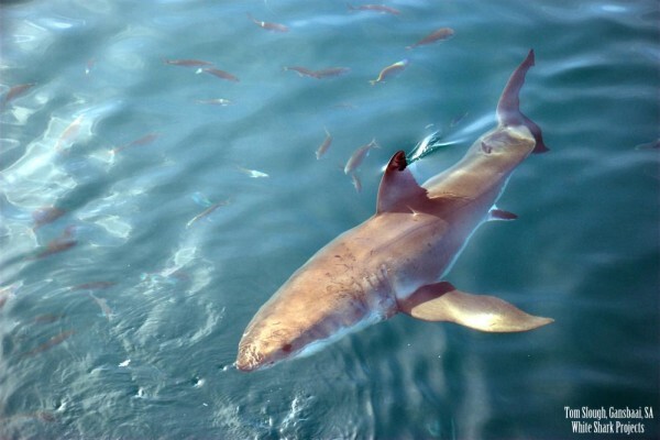White Shark Projects CC