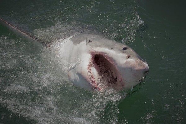 White Shark Projects CC