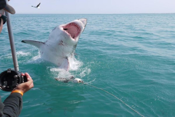 White Shark Projects CC