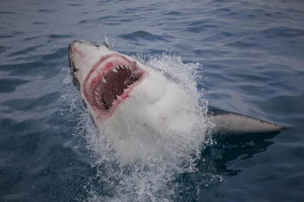 White Shark Projects CC